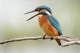 Obraz na płótnie ptak włochy europa woda zwierzę