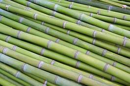 Naklejka roślina natura bambus