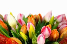 Obraz na płótnie świeży tulipan kwiat natura piękny