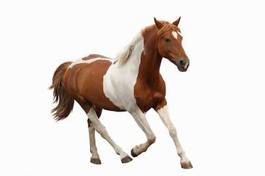 Fotoroleta zwierzę mustang piękny koń