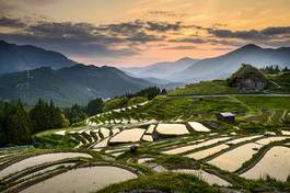Obraz na płótnie pole japonia góra herbata