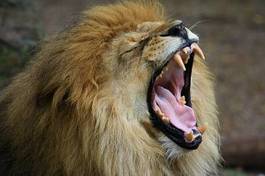 Fototapeta natura grzywa lew afryka zwierzę