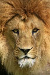 Naklejka dzikie zwierzę afryka grzywa lew