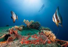Fotoroleta morze tropikalny rafa ryba