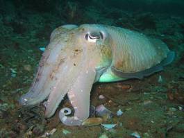 Obraz na płótnie mięczak tajlandia skorupiak podwodne