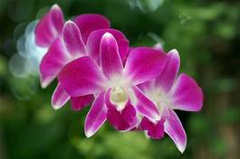 Plakat kwiat orchidei