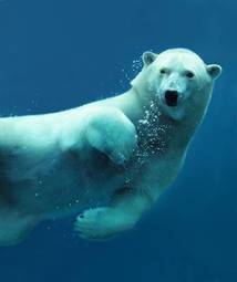 Obraz na płótnie woda ruch ssak lód zwierzę