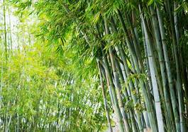 Plakat bambus natura zbliżenie