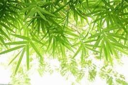 Fotoroleta piękny las bambus drzewa