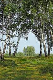 Fotoroleta narodowy las drzewa roślina rosja
