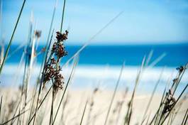 Naklejka kłosy trawy na tle plaży