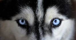 Obraz na płótnie oczy syberian husky