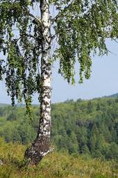 Fotoroleta las dziki pejzaż drzewa