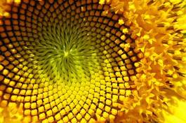 Naklejka kwiat roślina słonecznik wzór