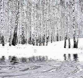 Obraz na płótnie brzoza woda las drzewa