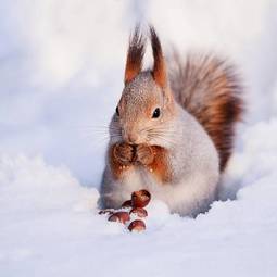 Obraz na płótnie wiewiórka śnieg zwierzę
