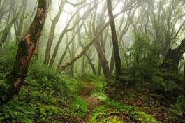 Naklejka las azja drzewa natura brazylia