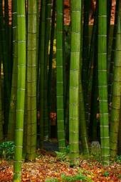 Naklejka azja ogród bambus japoński