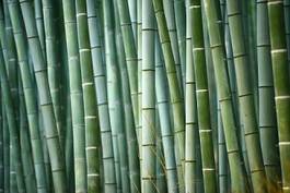 Fototapeta bambus zen japoński ogród azja