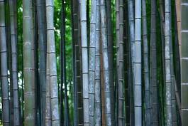 Naklejka zen azja bambus