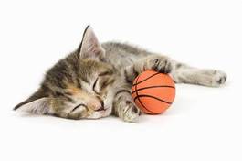 Plakat koszykówka kot zwierzę kociak