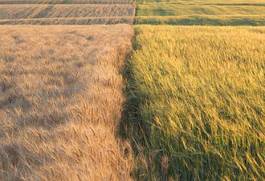 Fotoroleta wioska pszenica jęczmień zboże trawa