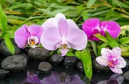Naklejka masaż kwiat azjatycki medycyna wellnes