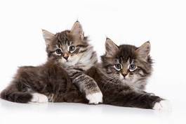 Plakat dwa kociaki syberyjskie