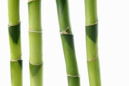 Fotoroleta japoński bambus orientalne świeży natura