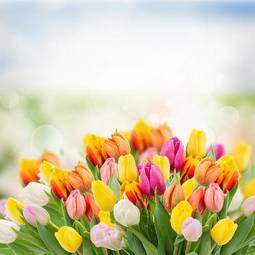 Fotoroleta sztuka park tulipan