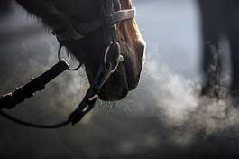 Fotoroleta koń zwierzę zimny zimą oddech