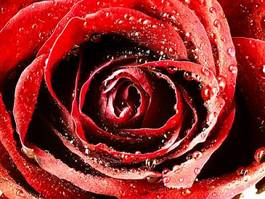 Naklejka miłość rosa świeży piękny