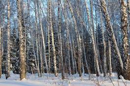 Fototapeta śnieg pejzaż las natura