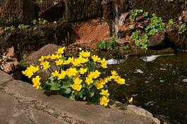 Naklejka woda wodospad kwiat ogród