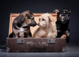 Naklejka psy i walizka