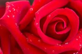 Fototapeta rosa piękny kwiat woda świeży