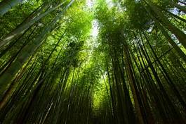 Naklejka egzotyczny świeży roślina bambus niebo