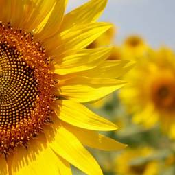 Fotoroleta zdrowie natura słonecznik roślina kwiat