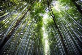Fotoroleta natura azjatycki japonia