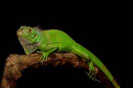 Naklejka zwierzę gad iguana gekko 
