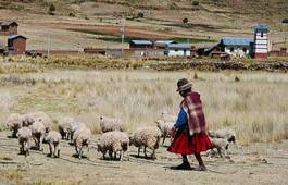 Fototapeta stado wioska owca prosty