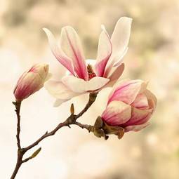 Naklejka piękny magnolia kwiat pąk