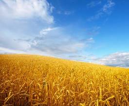 Fototapeta trawa pszenica wiejski niebo