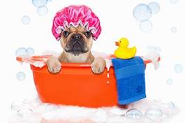 Plakat kaczka woda salon pies zdrowie