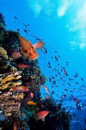 Obraz na płótnie tropikalny koral egipt podwodne
