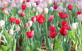 Fotoroleta natura tulipan pejzaż