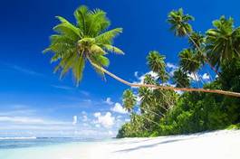 Fotoroleta raj palma plaża lato