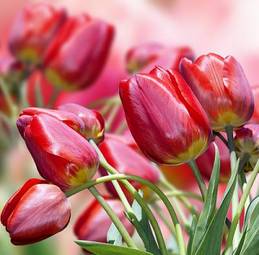Obraz na płótnie roślina tulipan świeży piękny kwiat