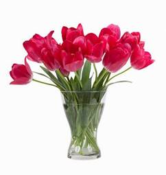 Plakat świeży lato piękny kwiat tulipan
