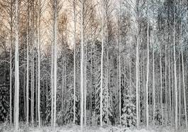 Fototapeta wiejski śnieg drzewa lód